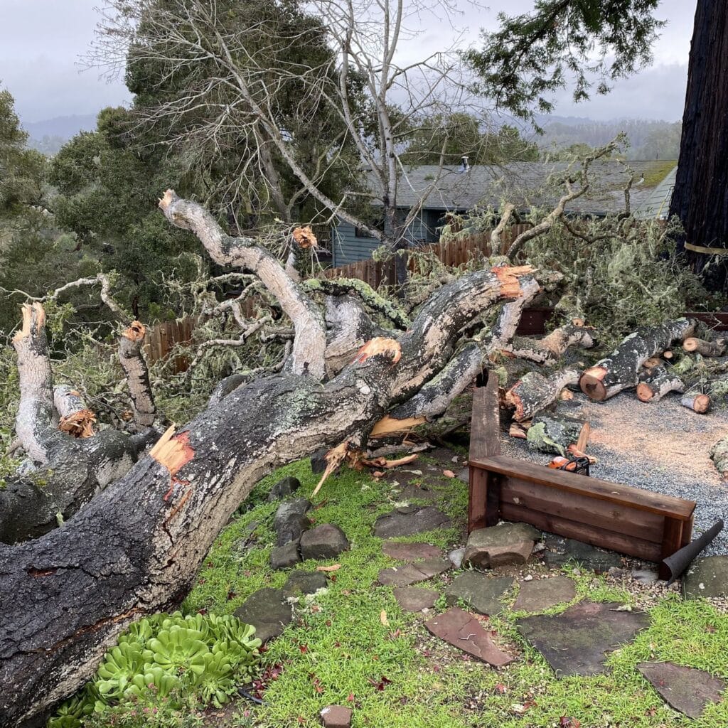 Adney Tree Service Aptos California Oak Removal Square