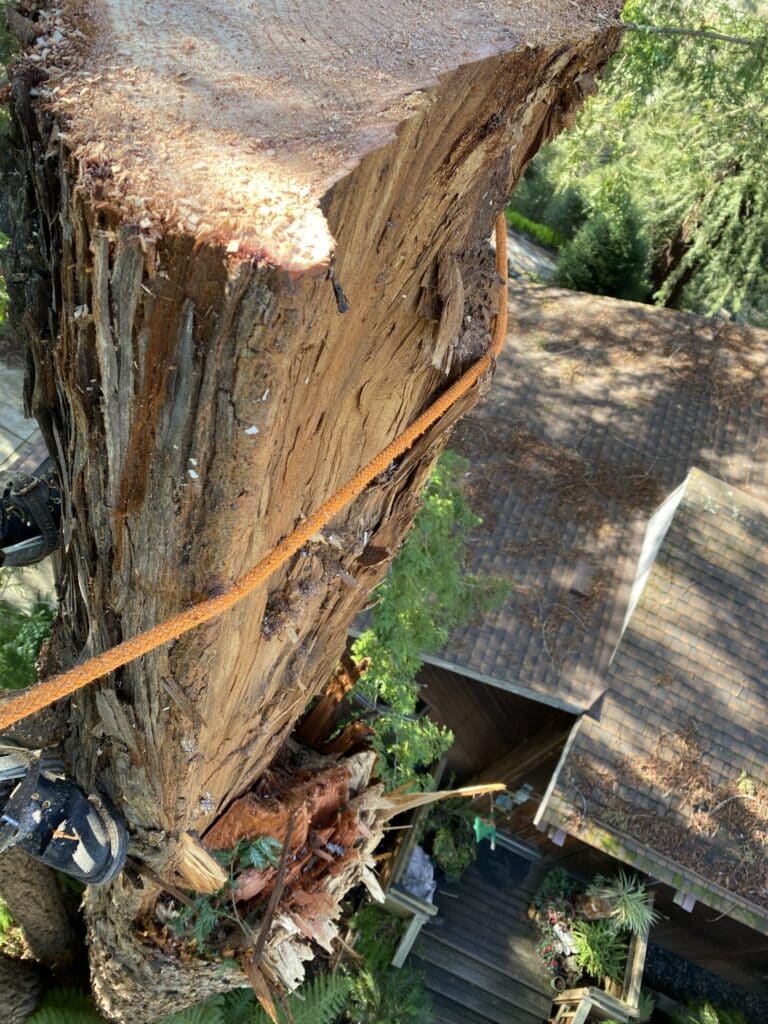 Adney Tree Service Aptos California Redwood Removal 2