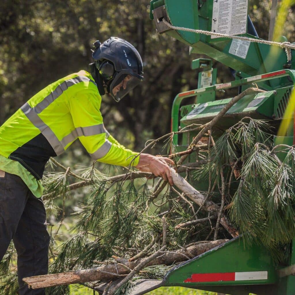 Adney Tree Service Aromas California Pine Removal Square