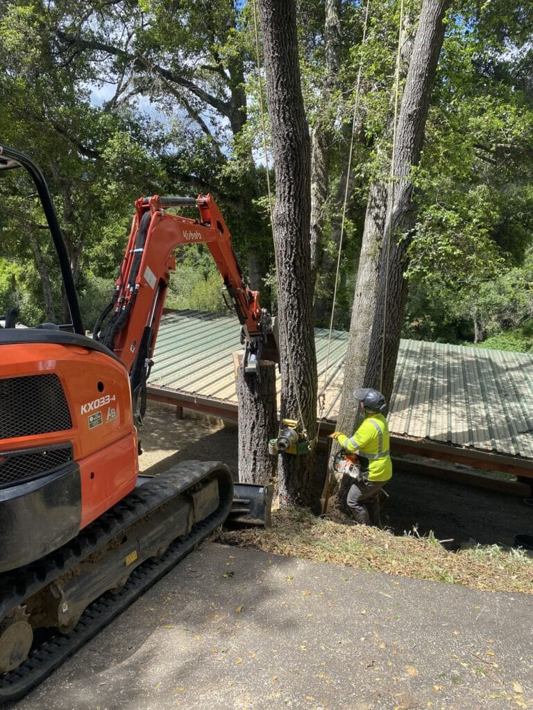 Adney Tree Service Soquel California Oak Removal 1