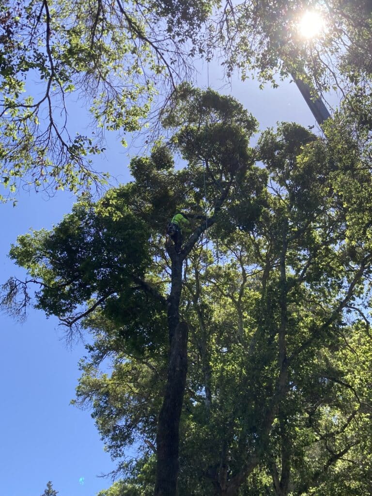 Adney Tree Service Soquel California Oak Removal 10