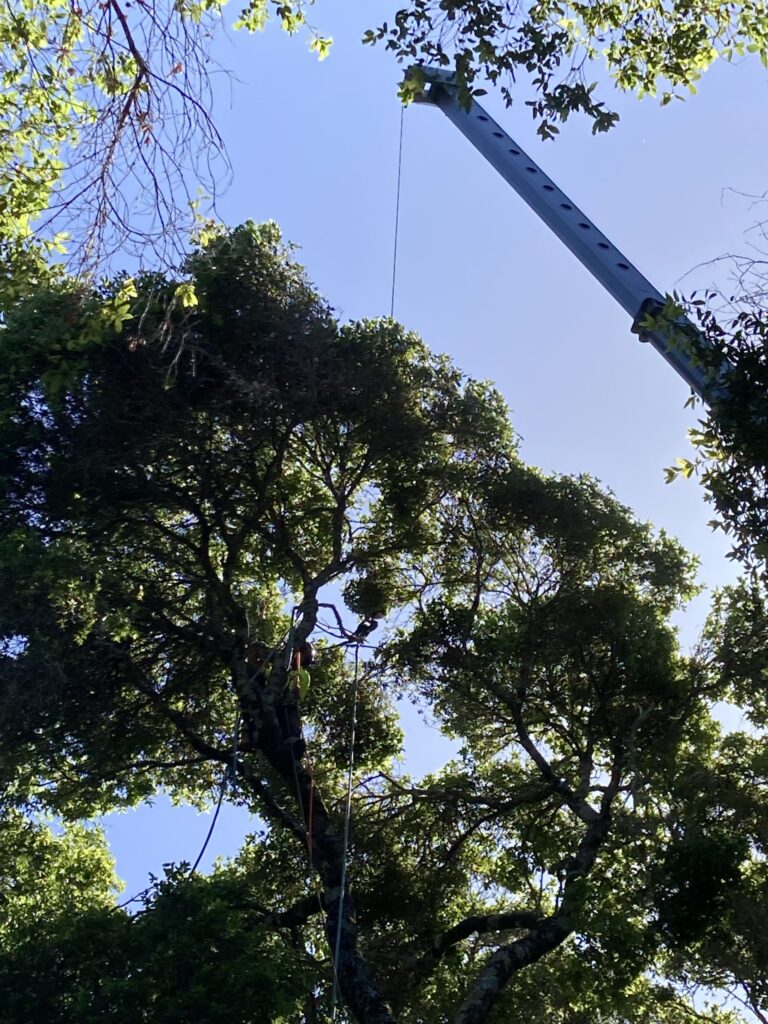Adney Tree Service Soquel California Oak Removal 11