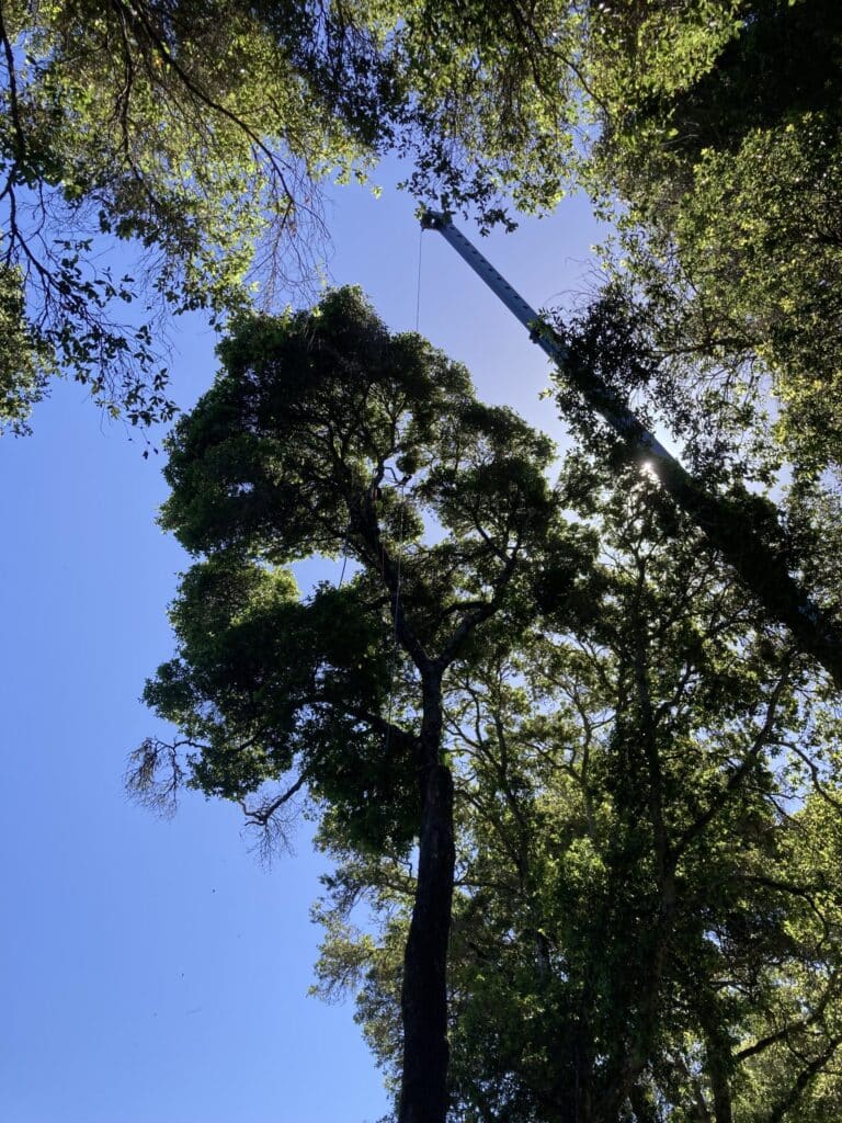 Adney Tree Service Soquel California Oak Removal 12