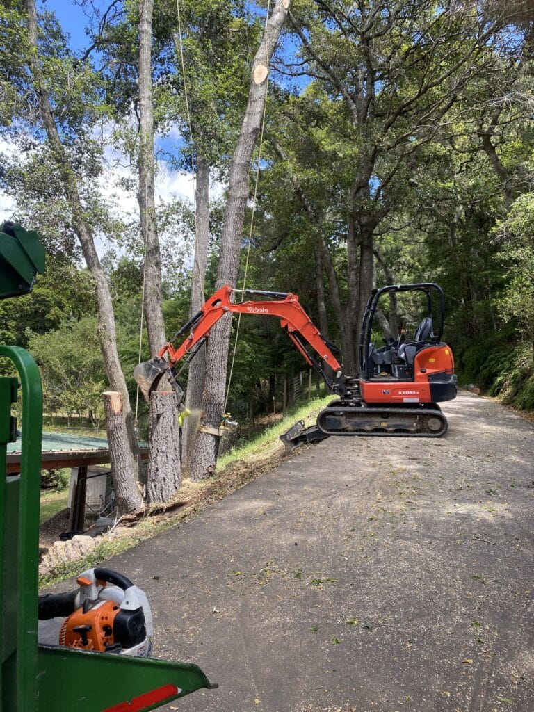 Adney Tree Service Soquel California Oak Removal 2