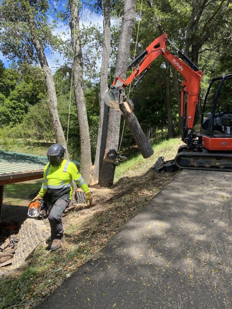Adney Tree Service Soquel California Oak Removal 3