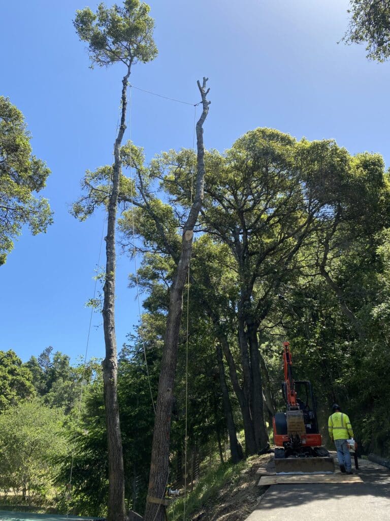 Adney Tree Service Soquel California Oak Removal 4
