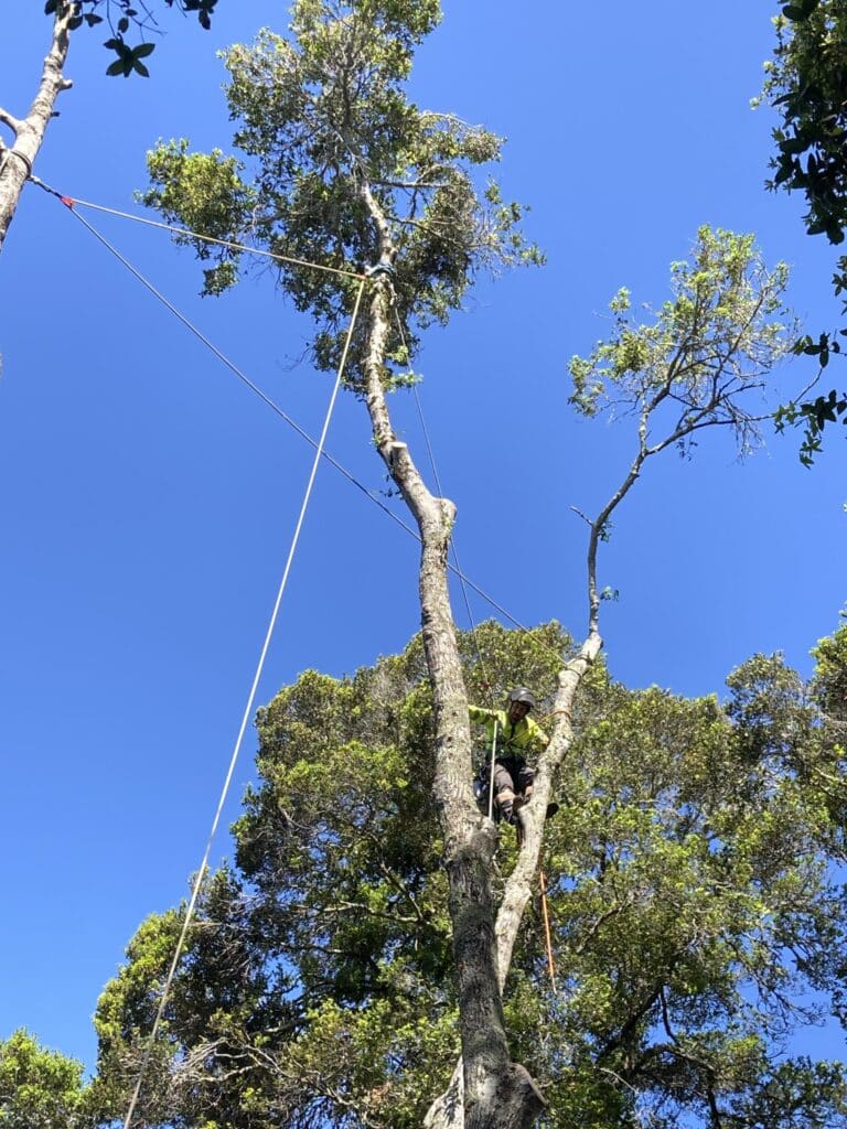 Adney Tree Service Soquel California Oak Removal 6