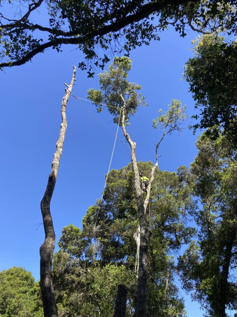Adney Tree Service Soquel California Oak Removal 7