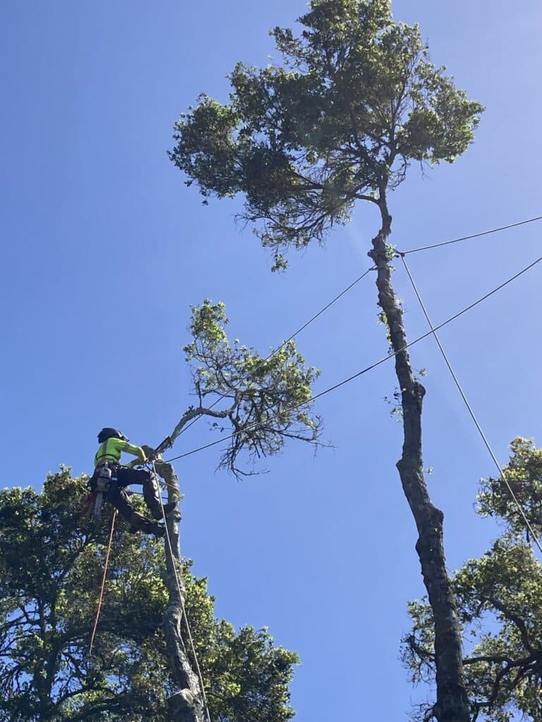 Adney Tree Service Soquel California Oak Removal 8