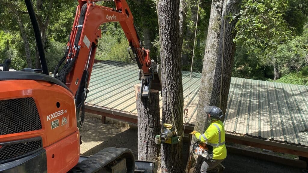 Adney Tree Service Soquel California Oak Removal Hero Image
