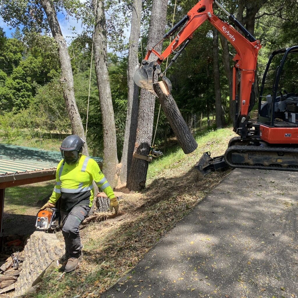 Adney Tree Service Soquel California Oak Removal Square
