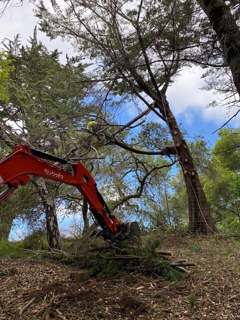 Adney Tree Service Cypress Removal 1