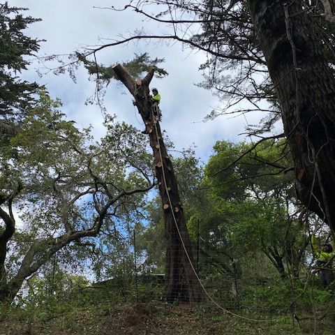 Adney Tree Service Cypress Removal Square