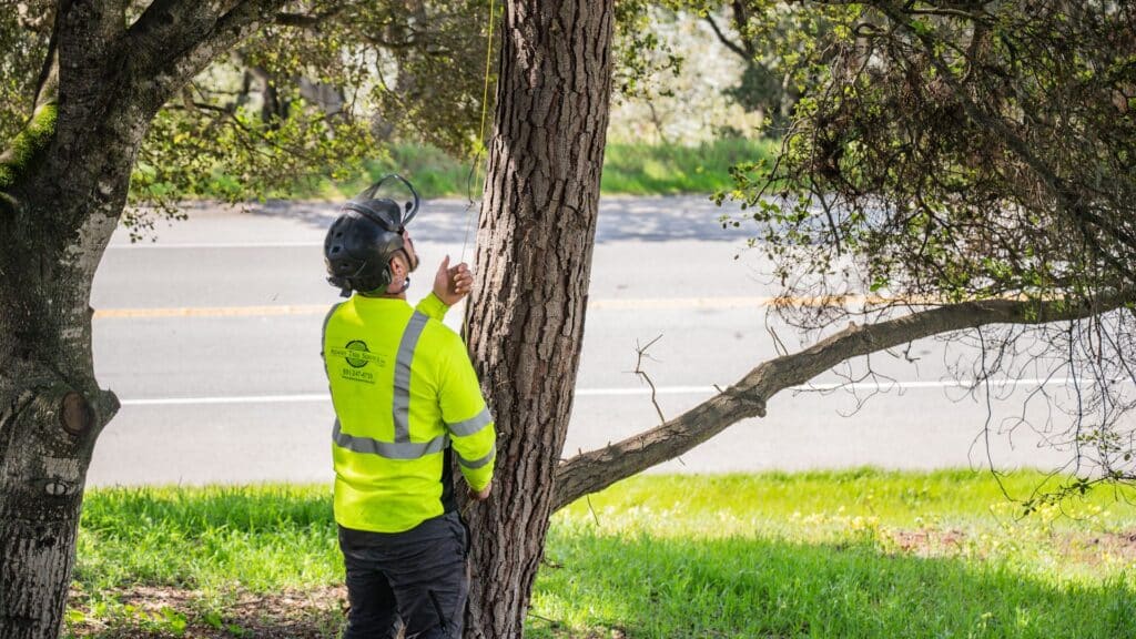 Adney Tree Service Artisan Tree Trimming