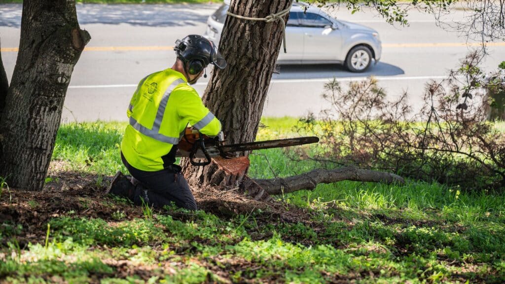 Adney Tree Service Chainsaw Tree Removal