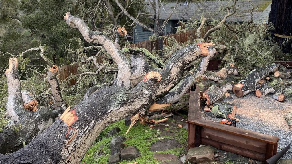 Adney Tree Service Storm Cleanup