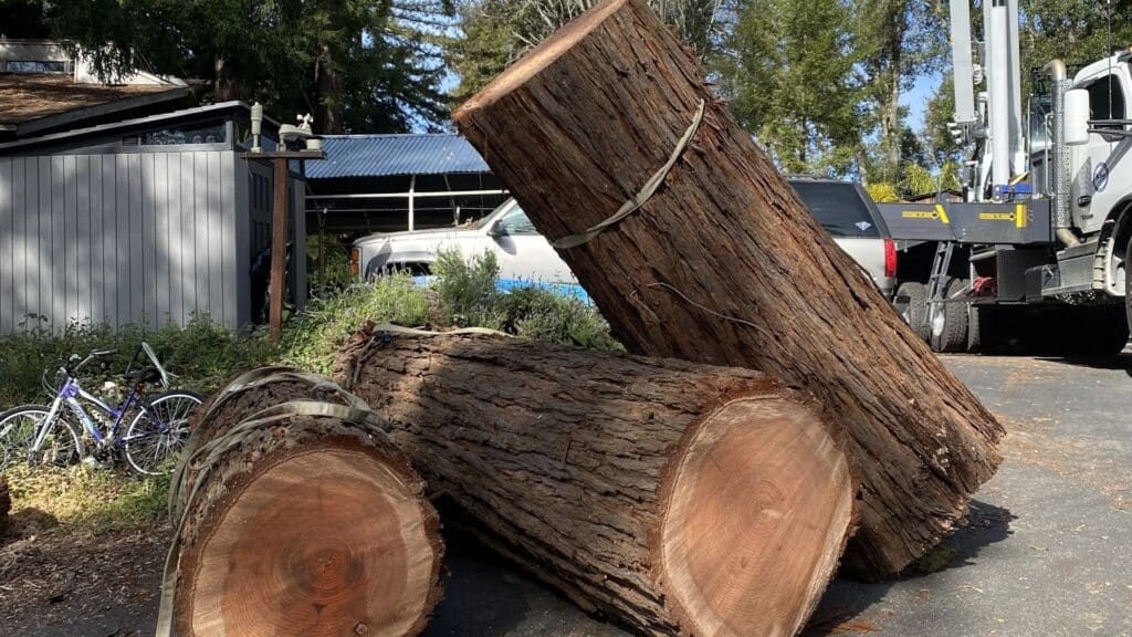 Adney Tree Service Tree Removal and Cleanup