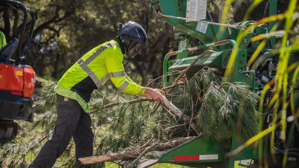 Adney Tree Service Tree Trimming and Cleanup