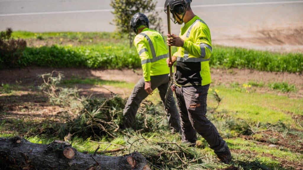 Adney Tree Service Trimming and Pruning Cleanup