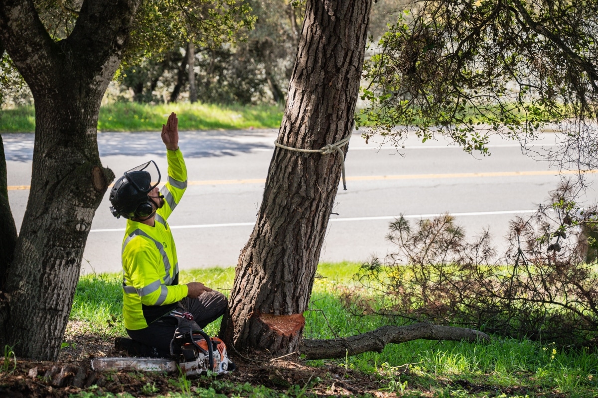 Arborist Assessments & Evaluations Adney Tree Service California ISA Certified