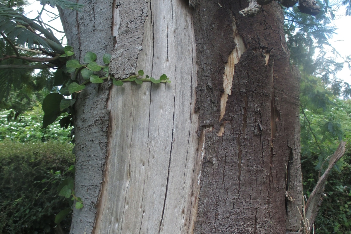 Bark Decay Adney Tree Service California Arborist