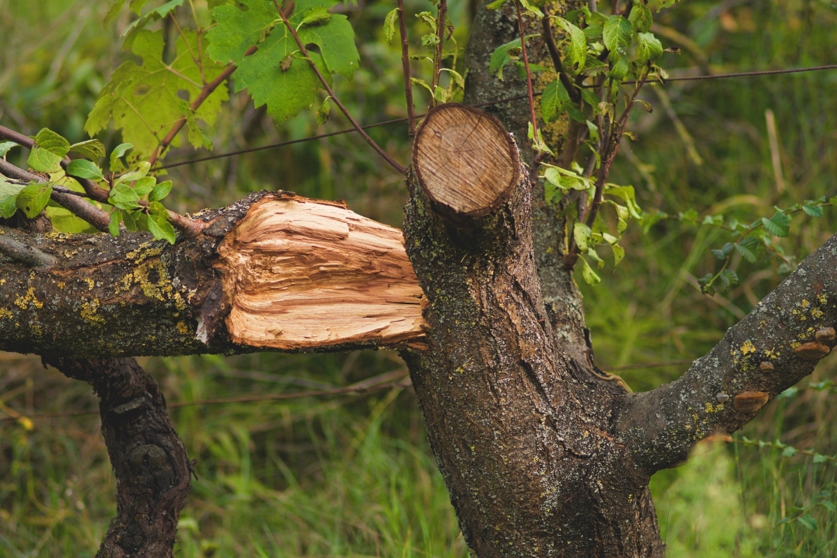 Cracked Wood Tree Care Services Adney Tree Service California
