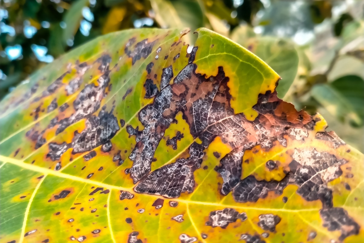 Discolored Leaf Tree Care Services Adney Tree Service California