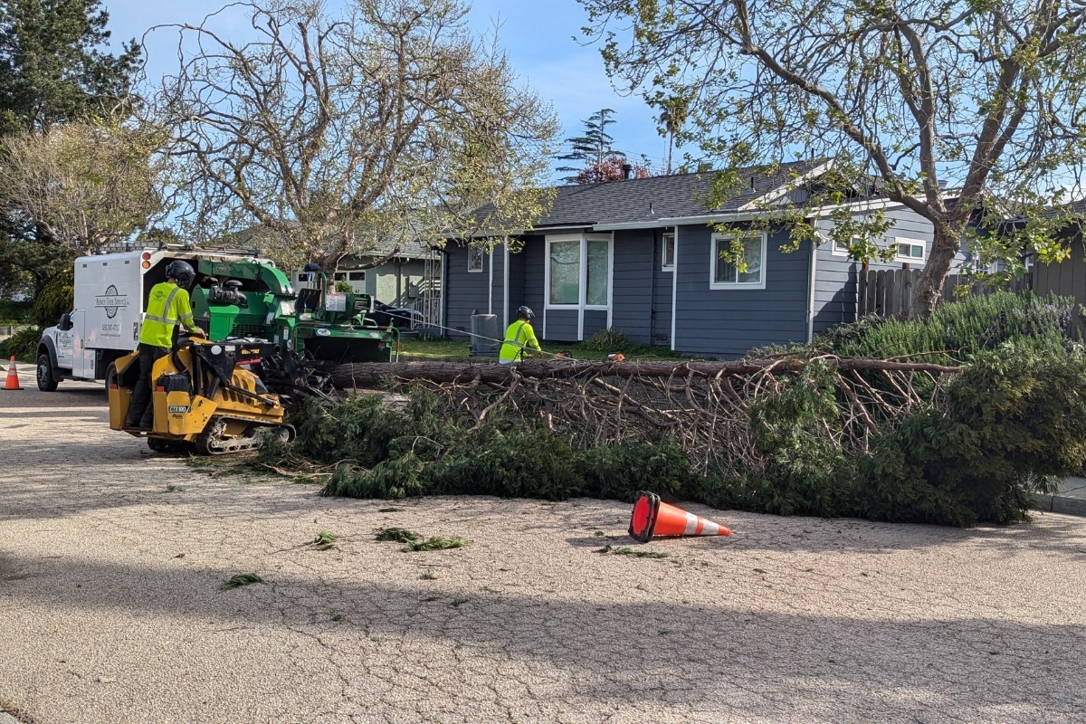 Emergency Tree Service Storm Work Adney Tree Service California