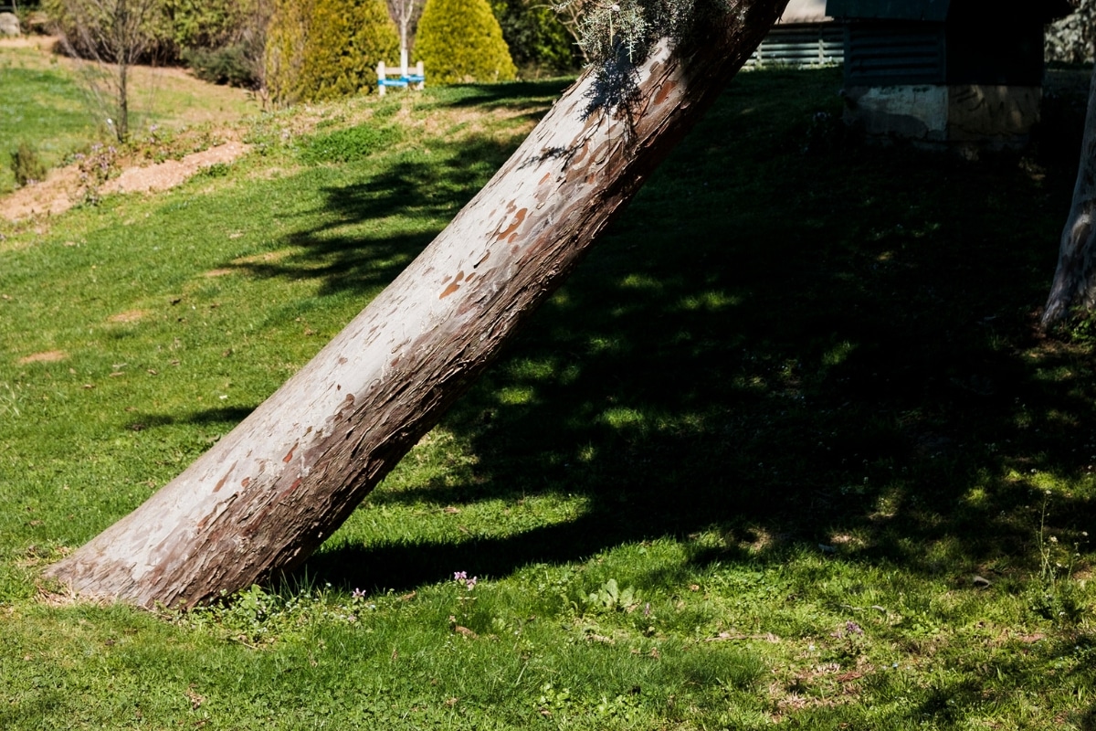 Increased Lean Tree Care Services Adney Tree Service California
