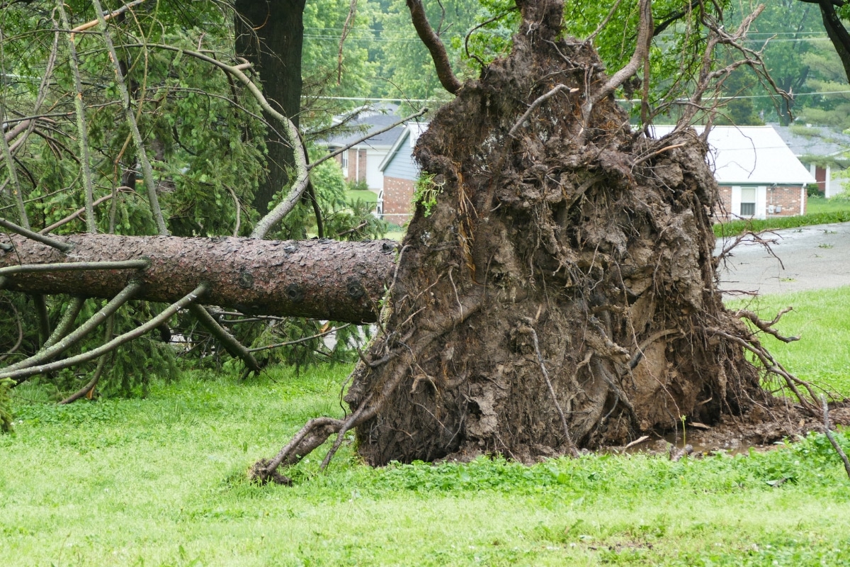 Lifting Soil Tree Care Services Adney Tree Service California