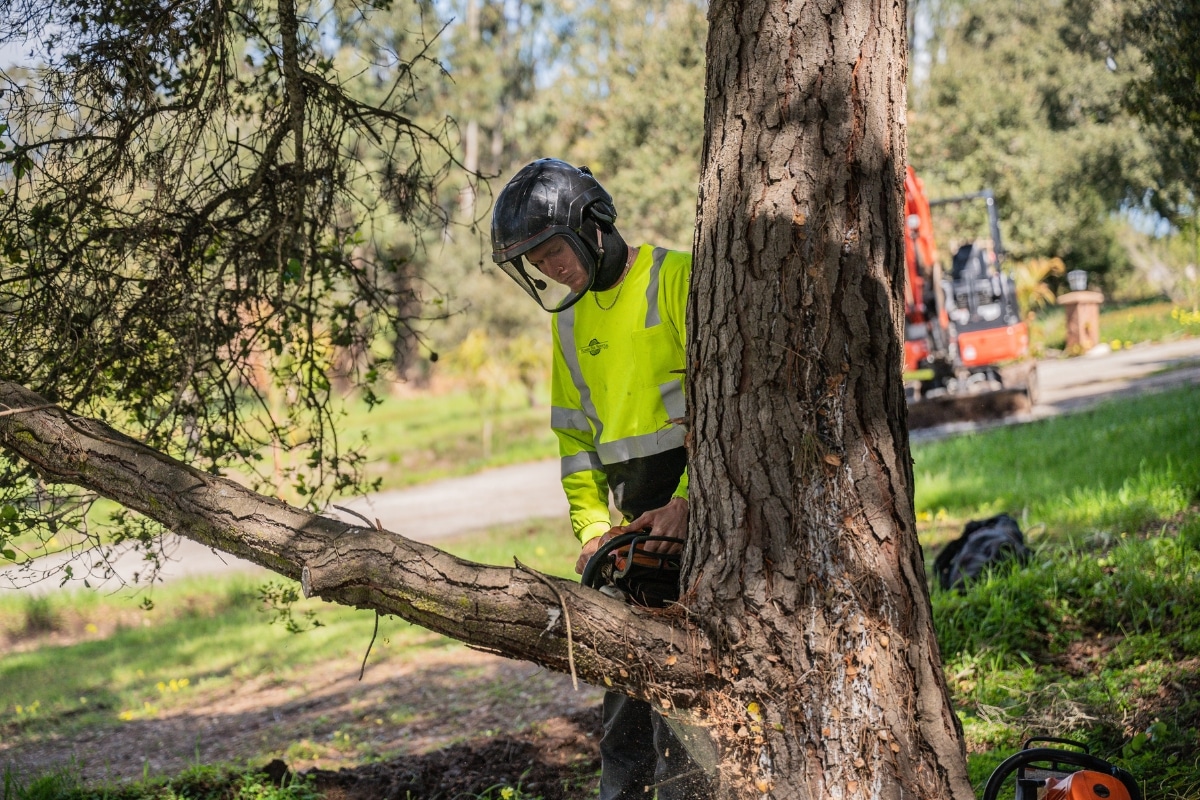 Local Tree Trimming & Pruning Adney Tree Service California