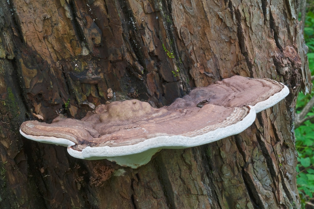 Mushroom Conks Growth Tree Care Services Adney Tree Service California