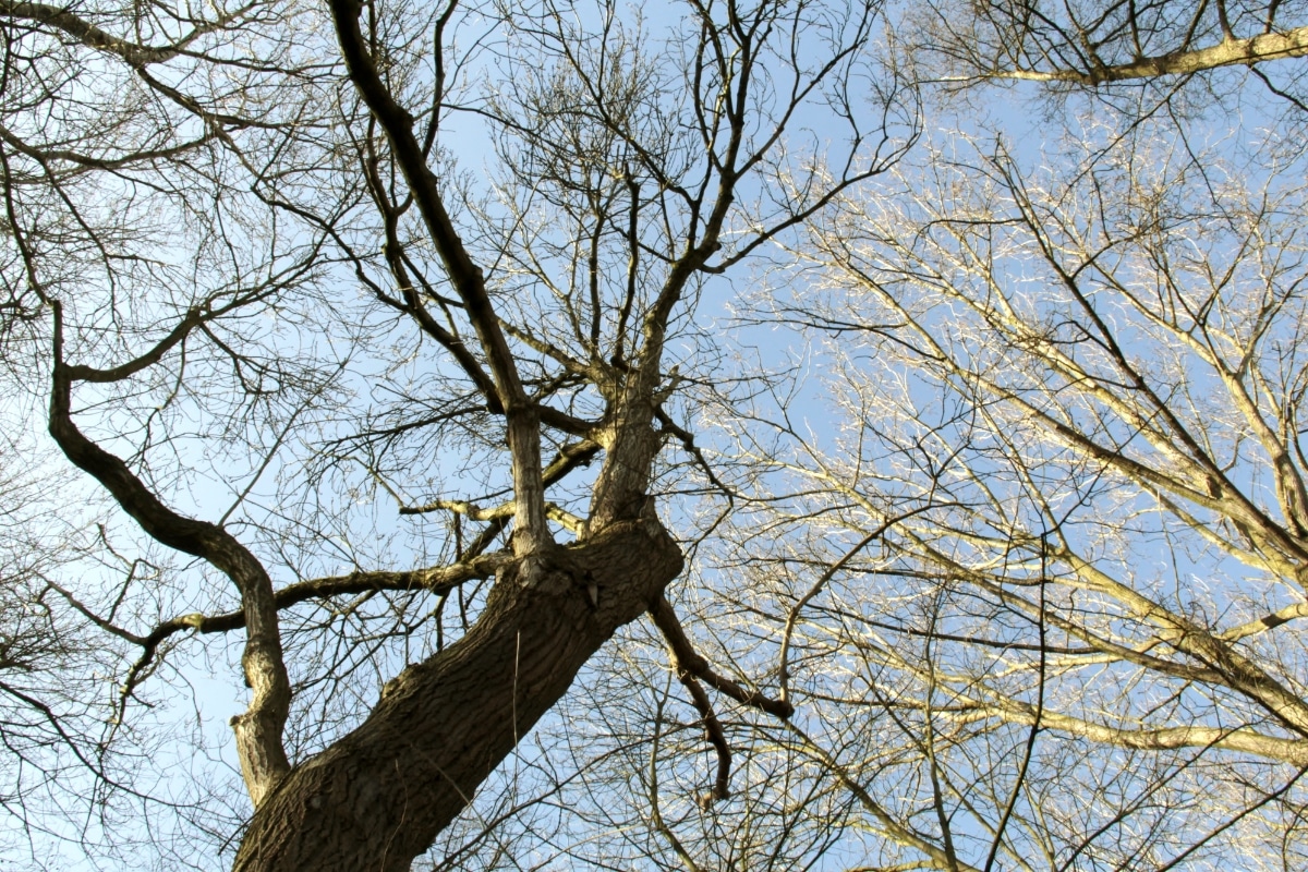 Shed Branches Tree Care Services Adney Tree Service California