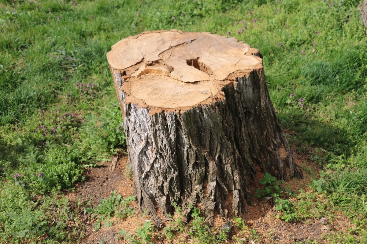 Stump Grinding Removal Services Adney Tree Service California Aesthetic Concerns