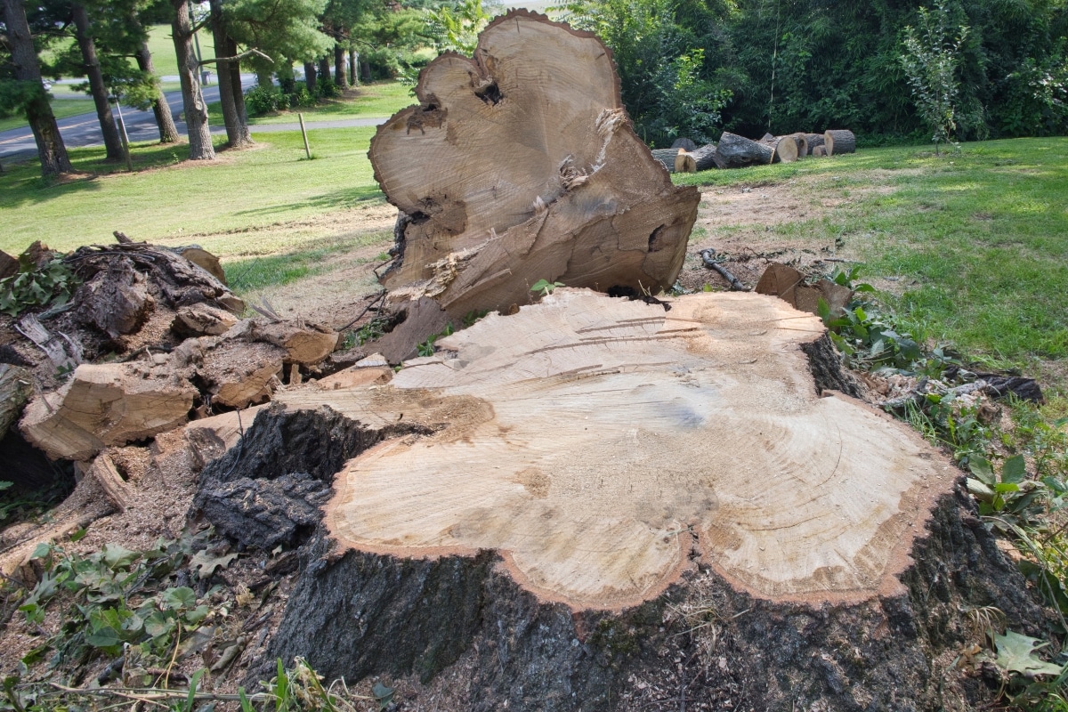 Stump Grinding Removal Services Adney Tree Service California Clear Space