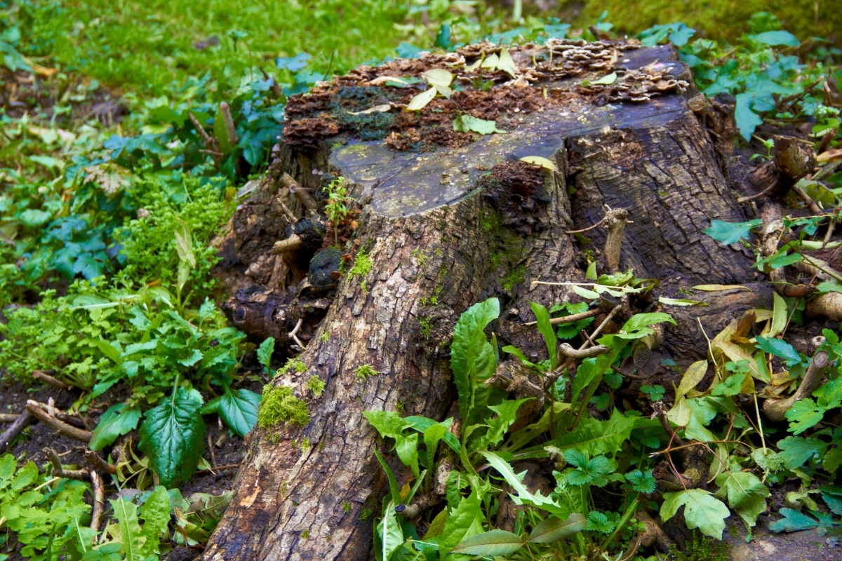 Stump Grinding Removal Services Adney Tree Service California Disease