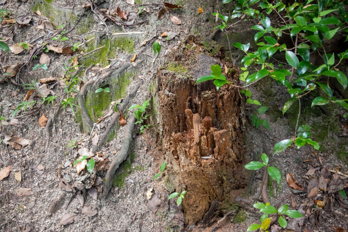 Stump Grinding Removal Services Adney Tree Service California Pests