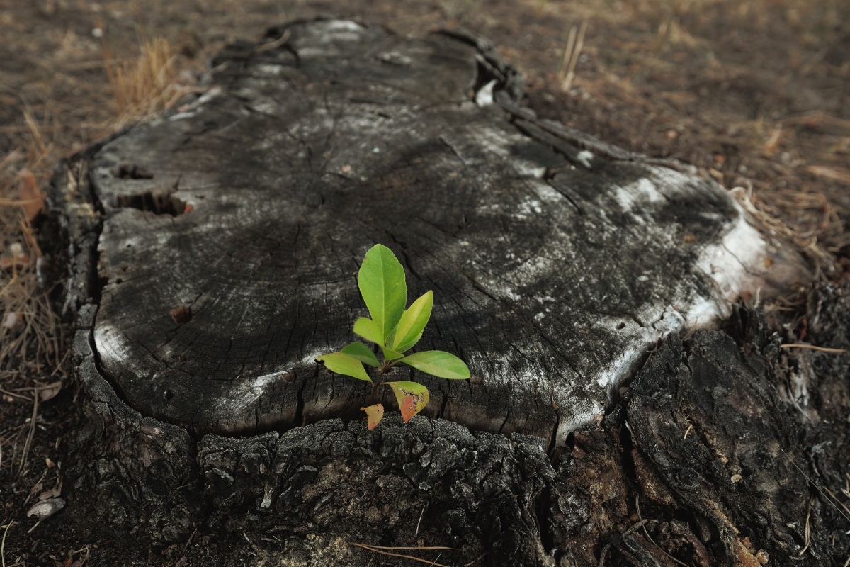 Stump Grinding Removal Services Adney Tree Service California Resprouting