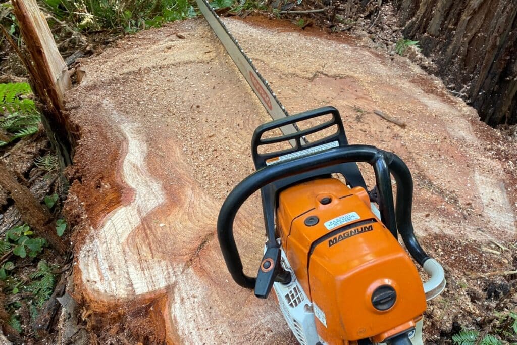 Stump Grinding Services Adney Tree Service California Removal Process