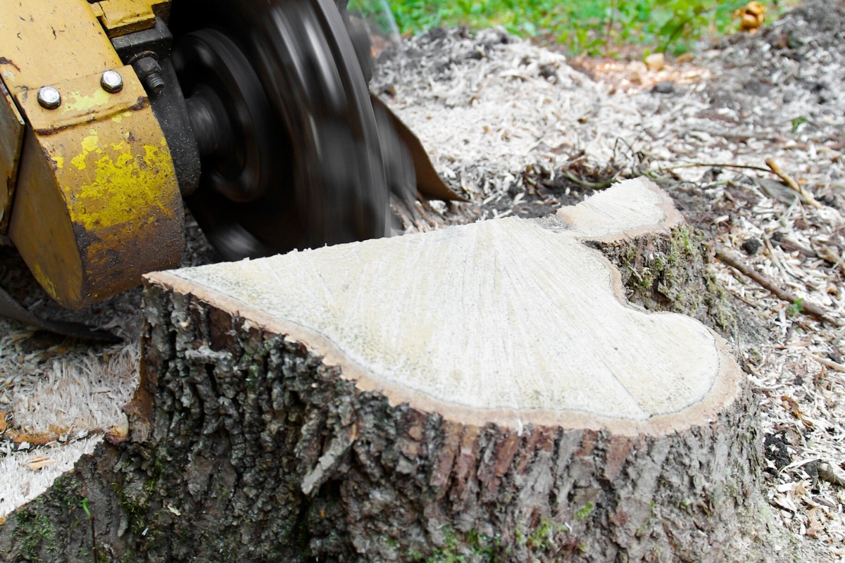 Stump Grinding Services Adney Tree Service California Removal Project
