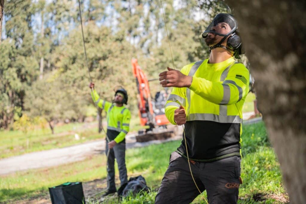 Tree Care Service Professional Arborists Adney Tree Service California
