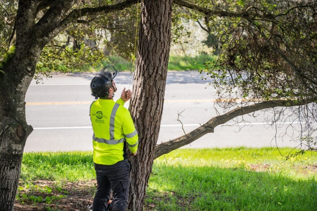 Tree Care Service Professionals Adney Tree Service California