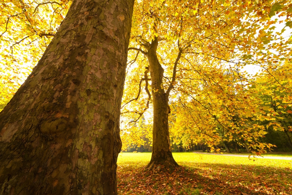 Tree Removal Adjacent Trees Adney Tree Service California