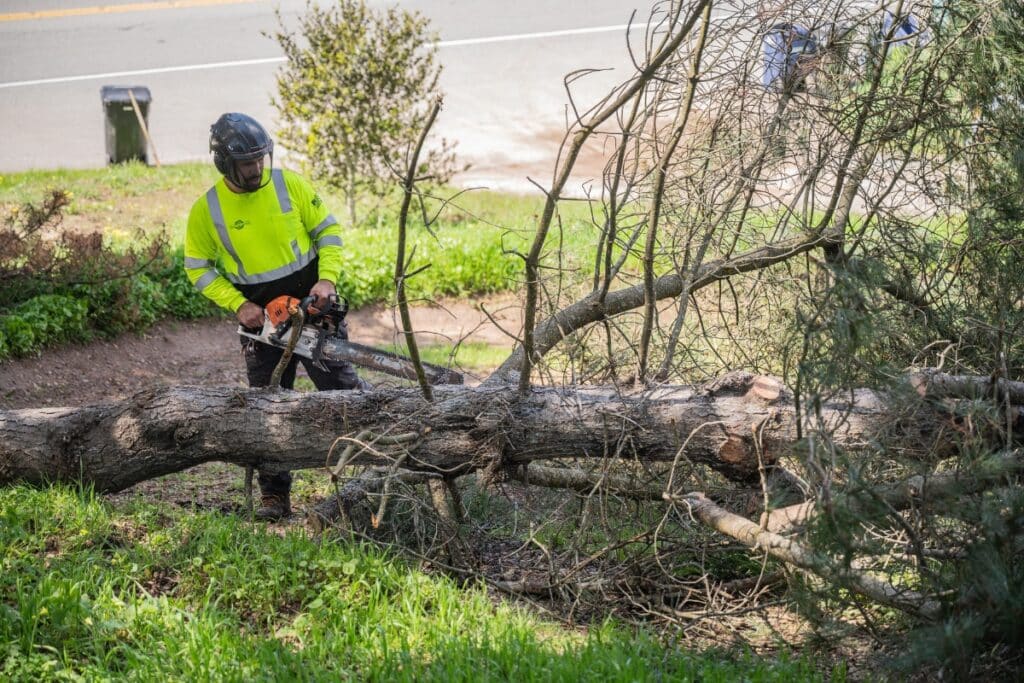 Tree Removal Adney Tree Service California Chainsaw