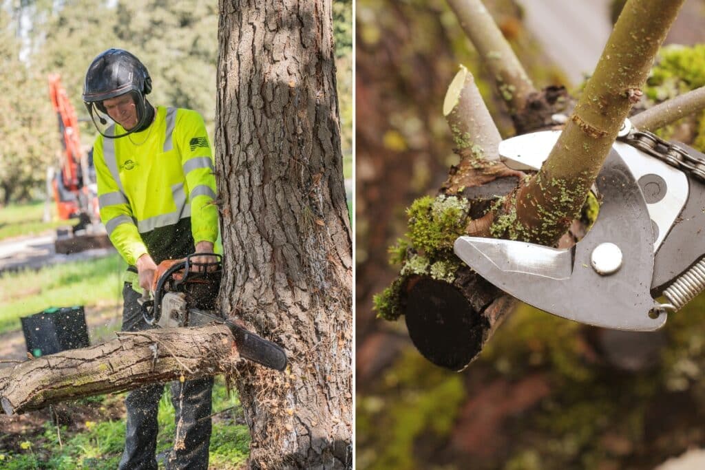 Tree Trimming vs Pruning Adney Tree Service California