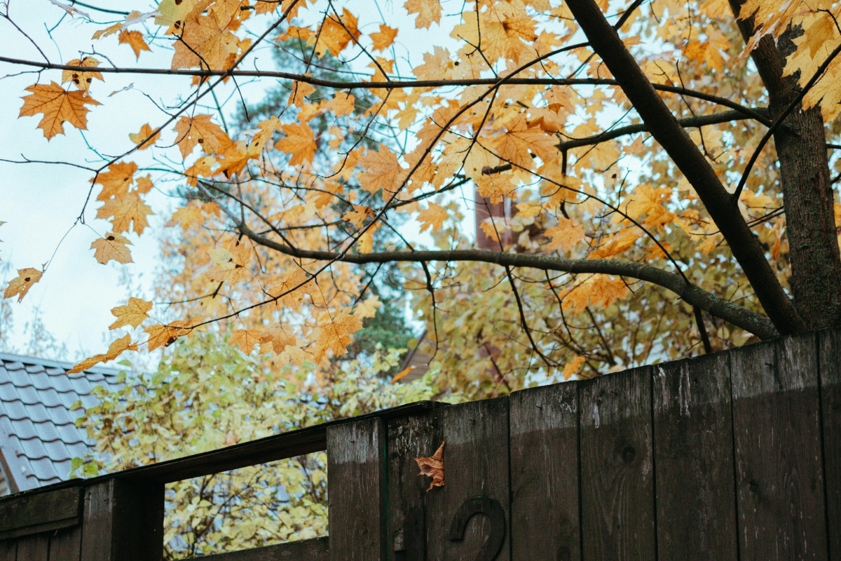 Trim Prune Blocked Views Adney Tree Service California