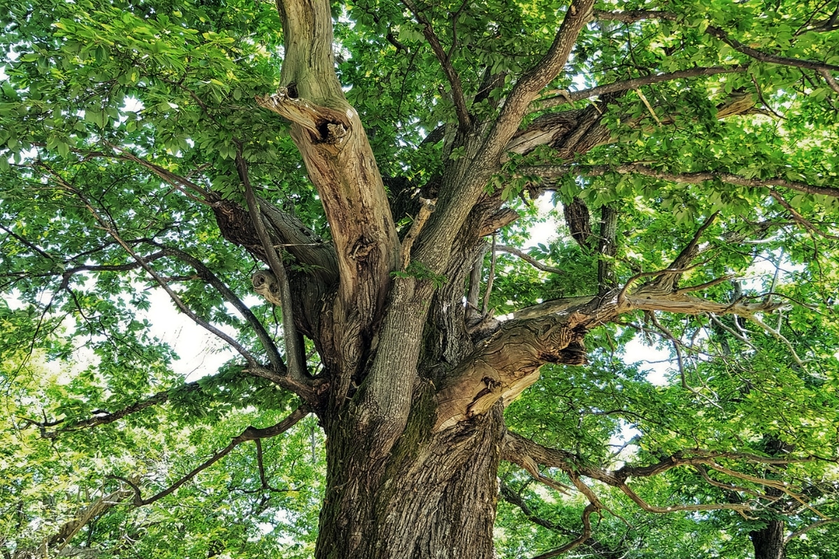 Trim Prune Cracks or Cavities in Branches Adney Tree Service California