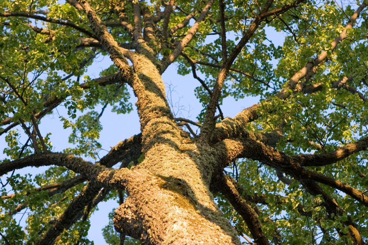 Trim Prune Dead Decaying or Diseased Limbs in the Canopy Adney Tree Service California