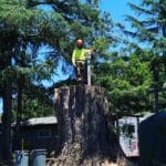 Adney Arborist standing on stump