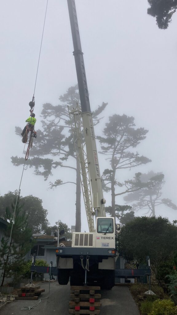 Adney Tree Service Aptos California Carmel Pine Removal 2